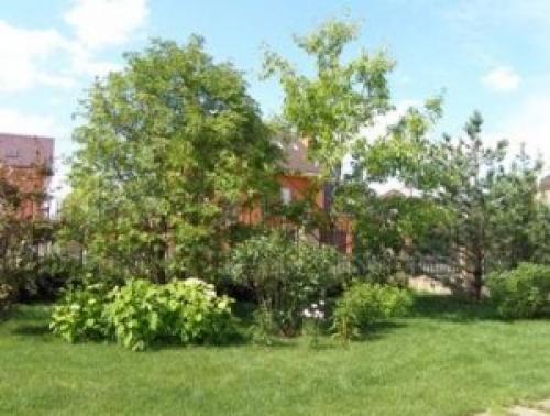 Мероприятия по уходу за деревьями и кустарниками агротехнические приемы. Уход за деревьями и кустарниками