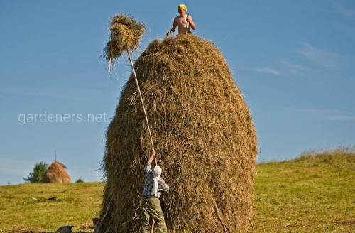 Когда косить овес на сено. Как и когда производить покос