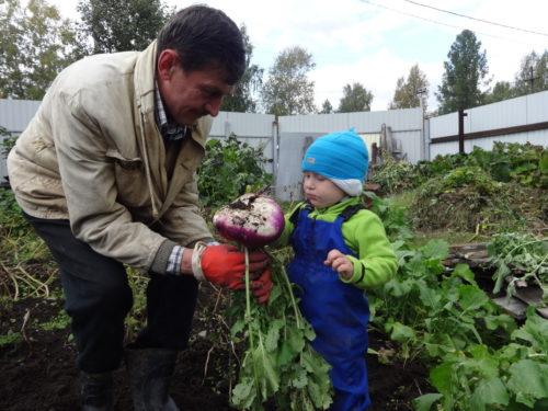 Как вырастить репу в домашних условиях. Репа, посадка и уход в открытом грунте
