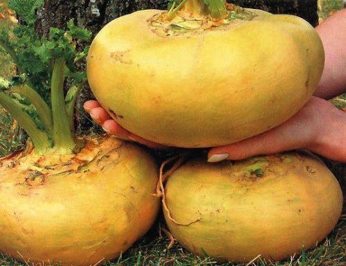 Как вырастить репу в домашних условиях. Репа, посадка и уход в открытом грунте