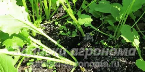 Репа посадка под зиму. Когда сажать репу в открытый грунт