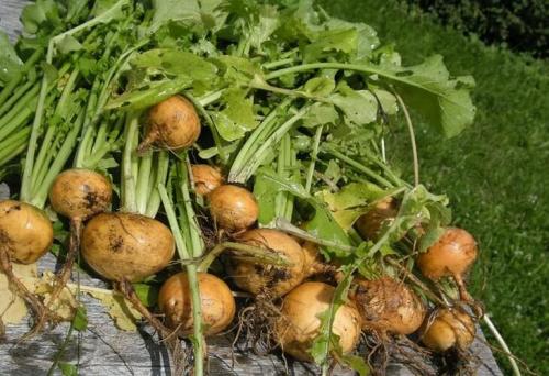 Выращивание репы на севере. Агротехника выращивания