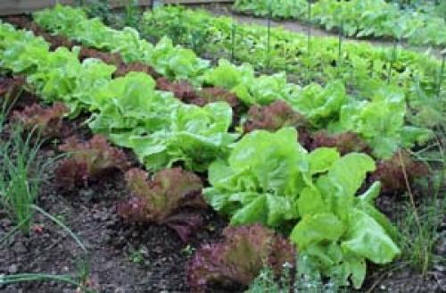 Как выращивать листовую репу в открытом грунте