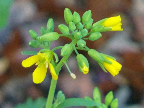 Как вырастить репу в домашних условиях. Репа, посадка и уход в открытом грунте