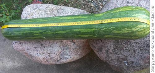Как выращивать длинную тыкву