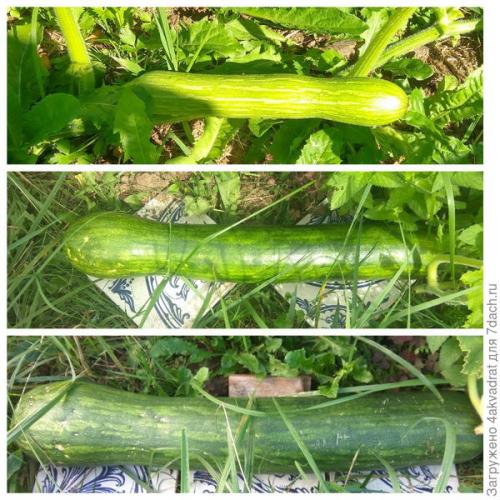 Как выращивать длинную тыкву