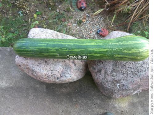 Каковы особенности длинной тыквы. Тыква Семейная: как мерить будем - в килограммах или сантиметрах?