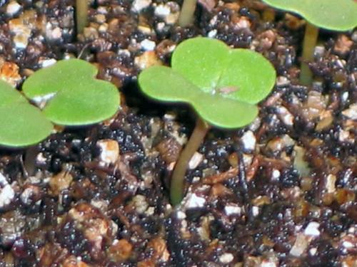 Как вырастить семена репы. Посев семян репы