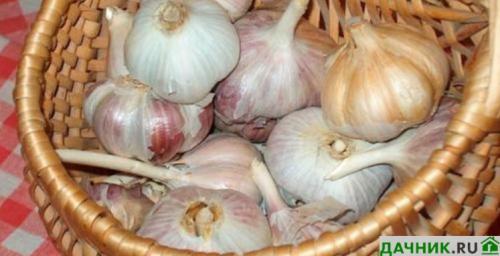 Как хранить чеснок в квартире форум. Где и как лучше хранить чеснок зимой в домашних условиях?