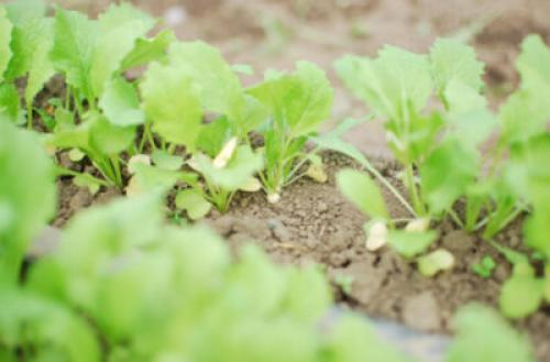 С чем сажать репу на одной грядке. Хорошие и плохие соседи для репы