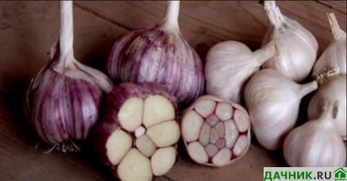 Как хранить чеснок в квартире форум. Где и как лучше хранить чеснок зимой в домашних условиях?