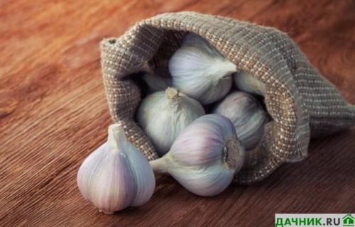 Как хранить чеснок в квартире форум. Где и как лучше хранить чеснок зимой в домашних условиях?