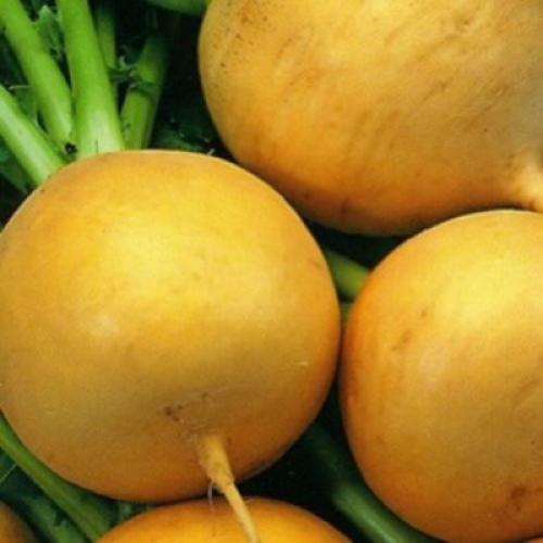 Как выращивать репу в домашних условиях. Проще пареной репы: можно ли выращивать репу дома на подоконнике?