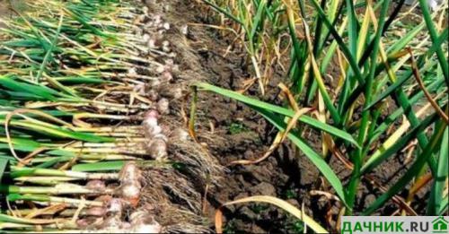 Как хранить чеснок в квартире форум. Где и как лучше хранить чеснок зимой в домашних условиях?