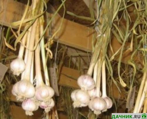 Как хранить чеснок в квартире форум. Где и как лучше хранить чеснок зимой в домашних условиях?