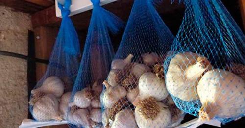 Как хранить чеснок в городской квартире. Как хранить чеснок в домашних условиях — самые простые способы хранения