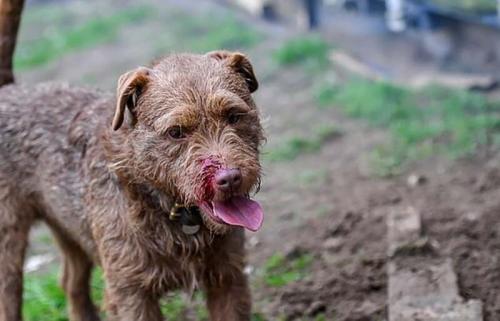 Можно ли использовать собак для борьбы с крысами в огороде. Фермеры истребляют грызунов при помощи собак
