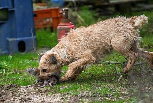 Можно ли использовать собак для борьбы с крысами в огороде. Фермеры истребляют грызунов при помощи собак