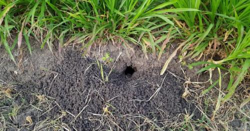 Как предотвратить появление крыс в огороде. Признаки присутствия грызунов