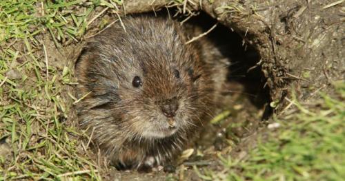 Как избавиться в огороде от крыс. Как водяная крыса (полевка) вредит на участке