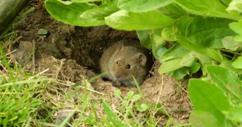 Как предотвратить появление крыс в огороде. Признаки присутствия грызунов
