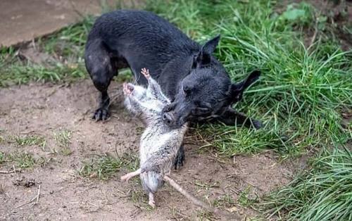 Как предотвратить появление крыс в огороде