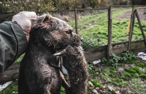 Как предотвратить появление крыс в огороде