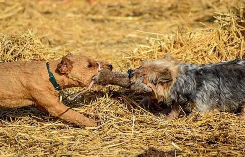 Можно ли использовать собак для борьбы с крысами в огороде. Фермеры истребляют грызунов при помощи собак