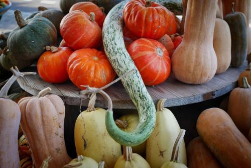 Сорта тыквы. Описание самых популярных сортов тыквы с характеристикой и фото