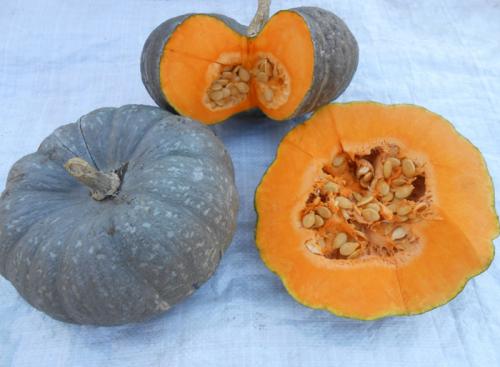 Желтая тыква. Сорта тыквы 2022 года — описание с фото