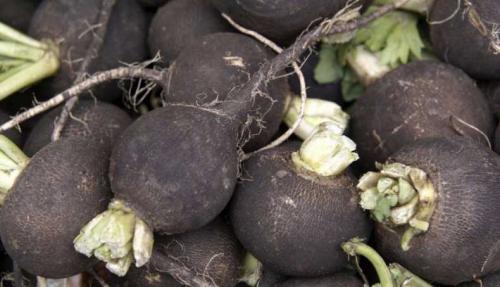 Когда убирать редьку. Время сбора урожая черной редьки