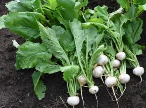 Тонкости ухода за репой. Выращивание рассады 07