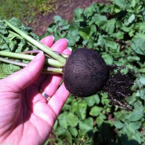 Когда убирать редьку. Время сбора урожая черной редьки