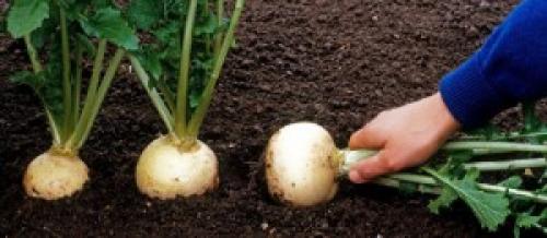 Тонкости ухода за репой. Выращивание рассады 05