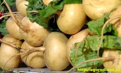 Тонкости ухода за репой. Выращивание рассады 04