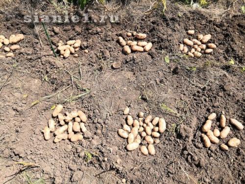 Картошка из семян: как выращивать на даче 04