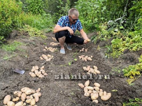 Какие удобрения использовать для картошки из семян на даче