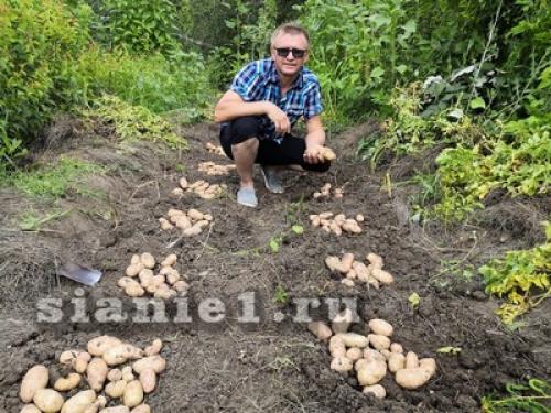 Какие удобрения использовать для картошки из семян на даче
