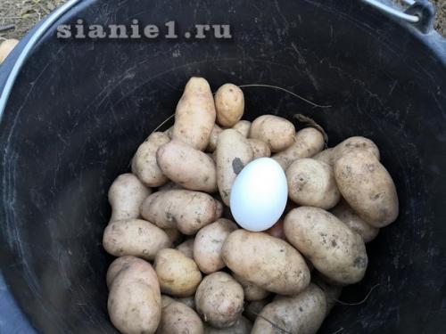 Картошка из семян: как выращивать на даче 06