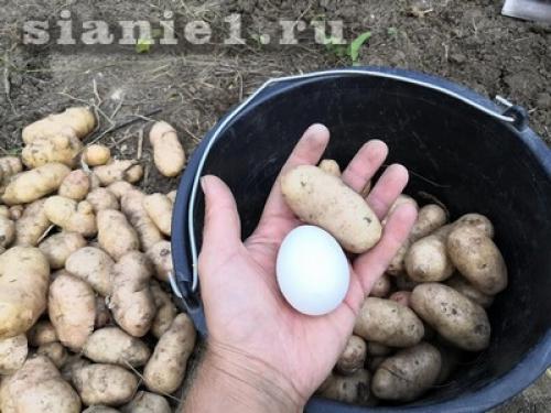 Картошка из семян: как выращивать на даче 07