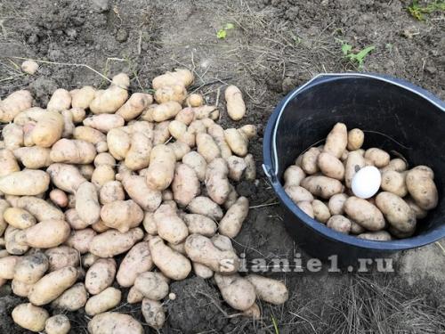 Картошка из семян: как выращивать на даче 09