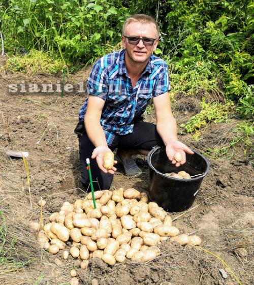 Какие удобрения использовать для картошки из семян на даче