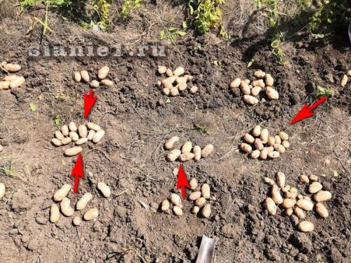 Картошка из семян: как выращивать на даче 05