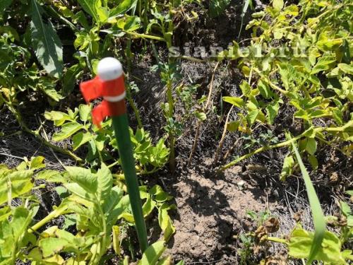 Картошка из семян: как выращивать на даче 02