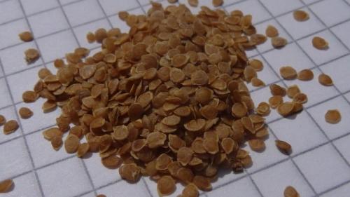 Как ухаживать за картошкой, выращенной из семян. Преимущества и недостатки выращивания картофеля из семян