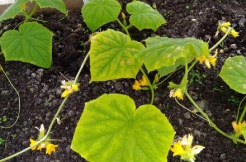 Почему огурцы желтеют. Почему желтеют огурцы и что делать