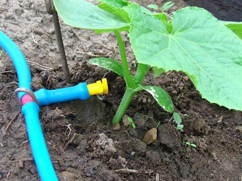 Почему огурцы растут горькими. Полив
