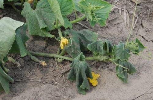 Почему огурцы желтеют. Почему желтеют огурцы и что делать