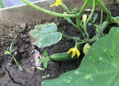 Почему огурцы желтеют. Почему желтеют огурцы и что делать