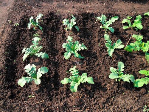 Правильный полив репы в открытом грунте. Уход